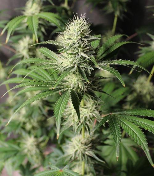 Michka / Sensi Seeds. Week 11