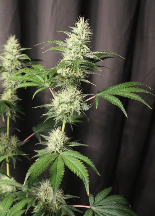 Michka / Sensi Seeds. Week 11