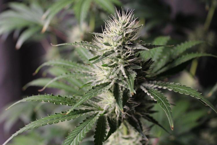 Michka / Sensi Seeds. Week 11