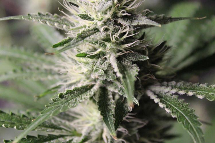 Michka / Sensi Seeds. Week 11