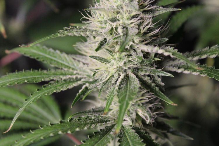 Michka / Sensi Seeds. Week 11