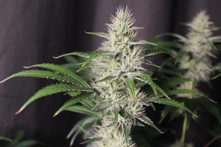 Michka / Sensi Seeds. Week 11