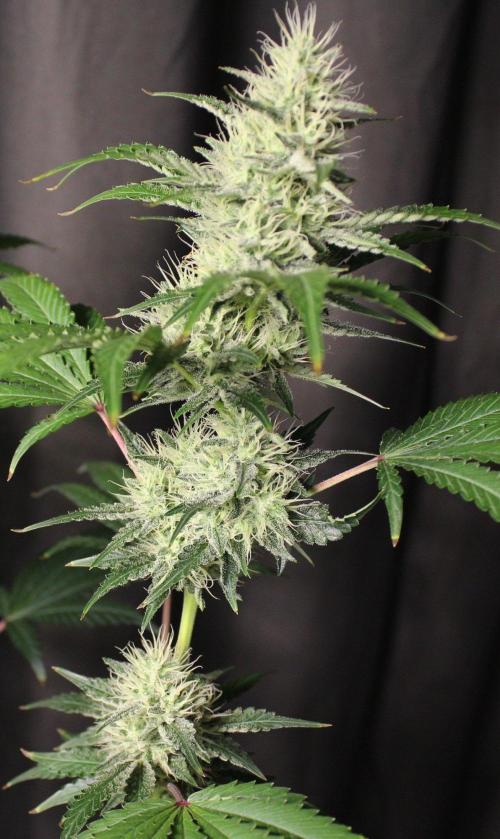 Michka / Sensi Seeds. Week 11