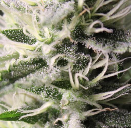 Michka / Sensi Seeds. Week 11