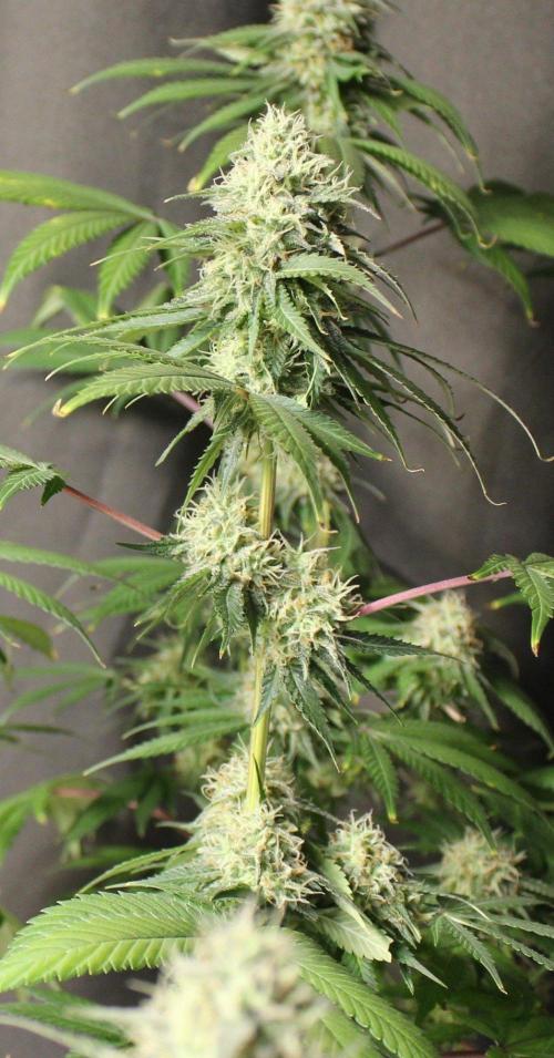 Cobalt Haze / Sensi Seeds. Week 11