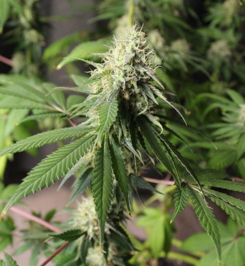 Cobalt Haze / Sensi Seeds. Week 11