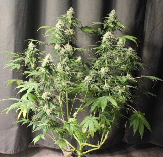Cobalt Haze / Sensi Seeds. Week 11