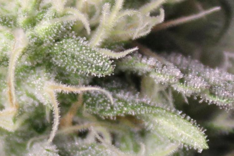 Grow Tent MyHomeGrow 140x140x200. Week 11