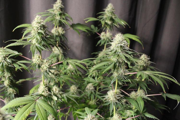 Cobalt Haze / Sensi Seeds. Week 11