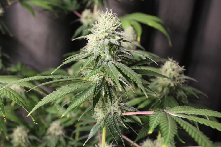 Cobalt Haze / Sensi Seeds. Week 11