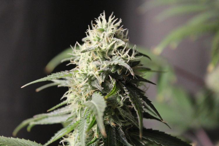Cobalt Haze / Sensi Seeds. Week 11