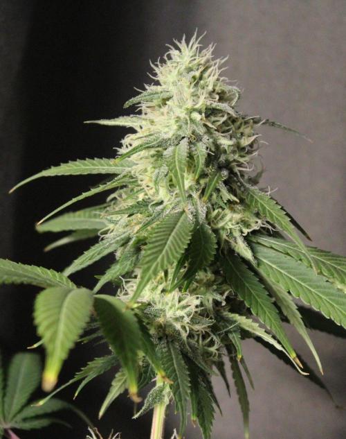 Cobalt Haze / Sensi Seeds. Week 11