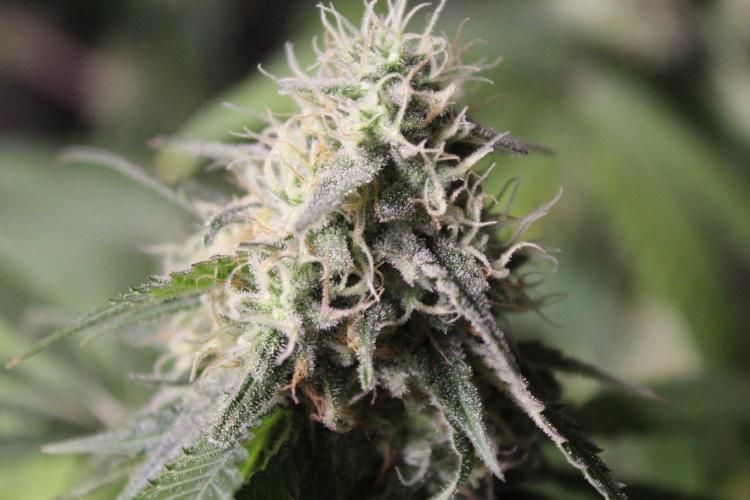 Cobalt Haze / Sensi Seeds. Week 11