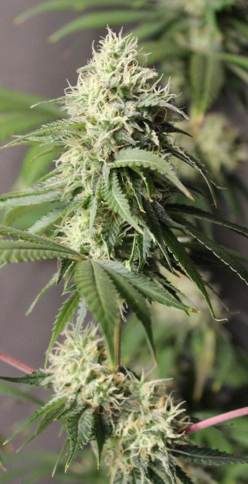 Cobalt Haze / Sensi Seeds. Week 11