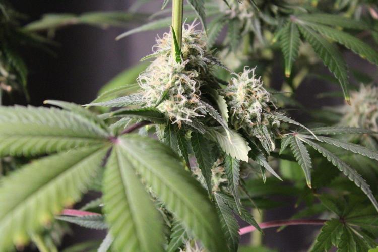 Cobalt Haze / Sensi Seeds. Week 11