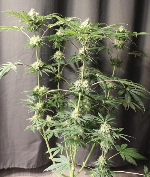 Pavaya Candy / Hidden Labs. Week 11