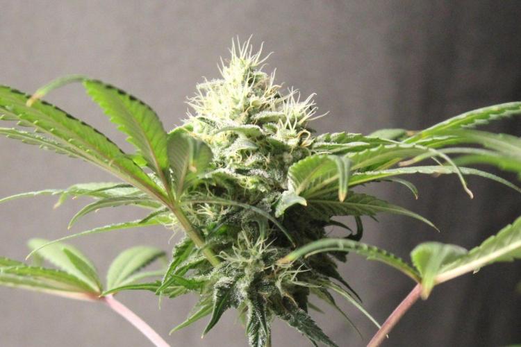 Pavaya Candy / Hidden Labs. Week 11