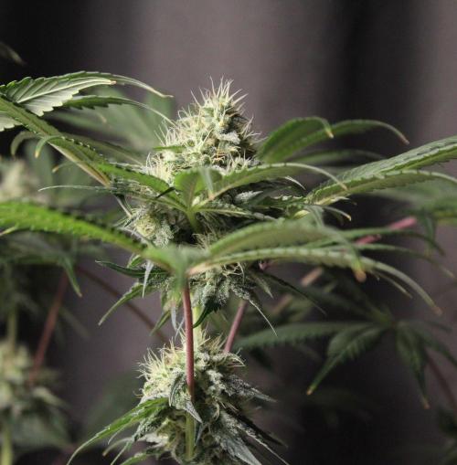 Pavaya Candy / Hidden Labs. Week 11