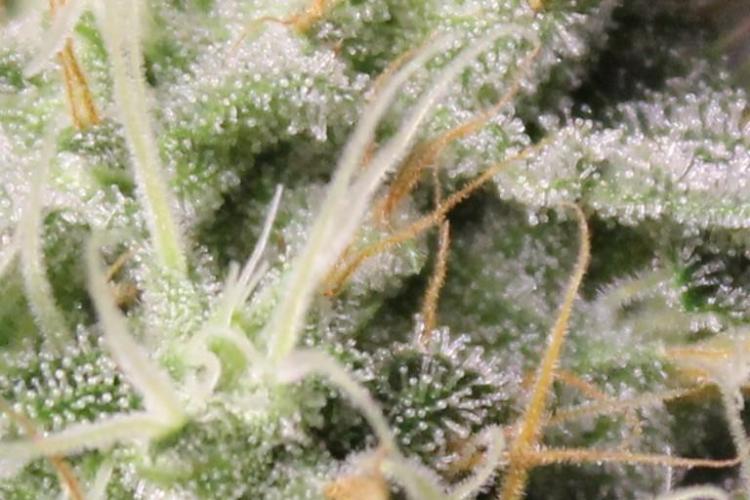 Pavaya Candy / Hidden Labs. Week 11