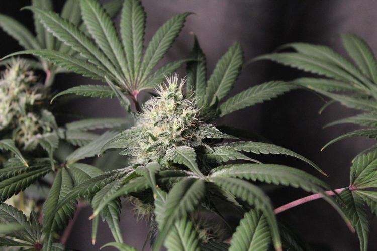 Pavaya Candy / Hidden Labs. Week 11