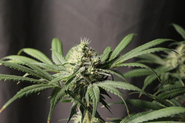 Pavaya Candy / Hidden Labs. Week 11