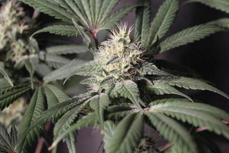 Pavaya Candy / Hidden Labs. Week 11