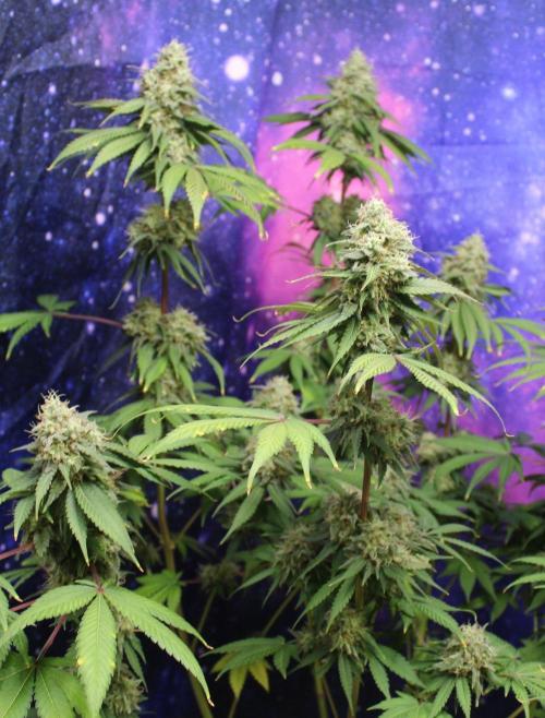 Cobalt Haze / Sensi Seeds. Week 13
