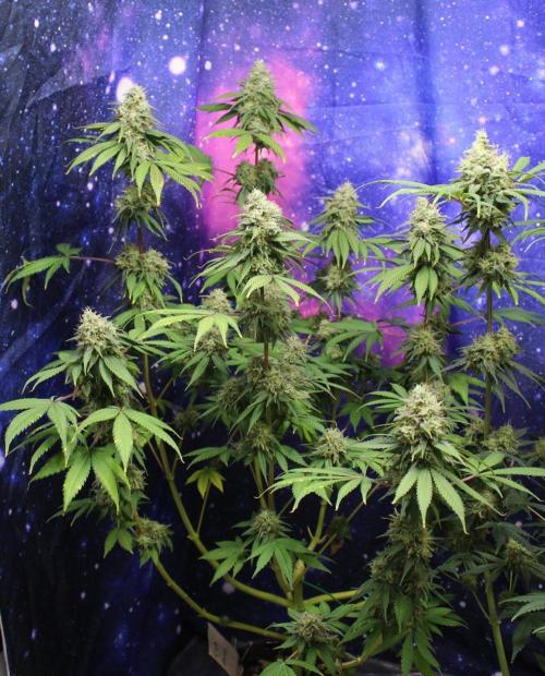 Cobalt Haze / Sensi Seeds. Week 13