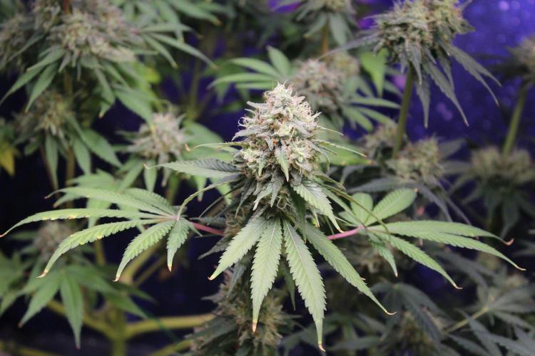 Cobalt Haze / Sensi Seeds. Week 13