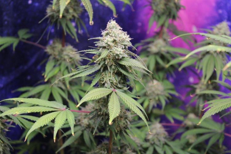 Cobalt Haze / Sensi Seeds. Week 13