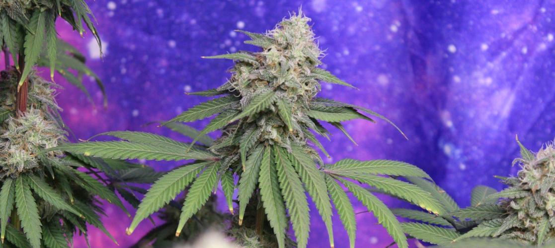 Cobalt Haze / Sensi Seeds. Week 13