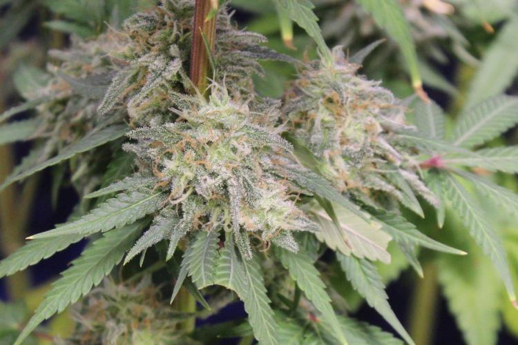 Cobalt Haze / Sensi Seeds. Week 13