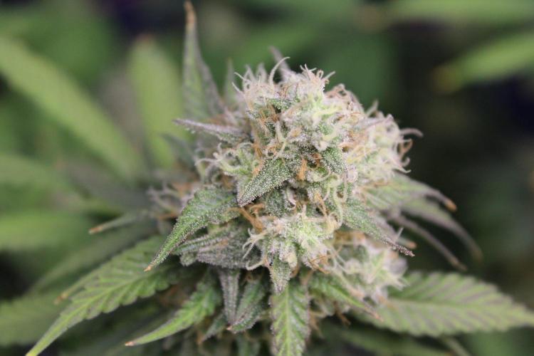 Cobalt Haze / Sensi Seeds. Week 13