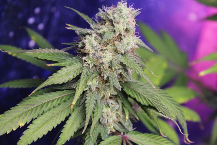 Cobalt Haze / Sensi Seeds. Week 13