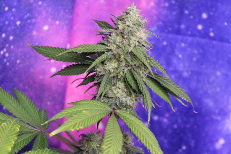 Cobalt Haze / Sensi Seeds. Week 13