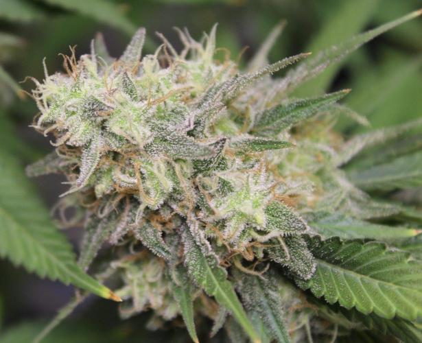 Cobalt Haze / Sensi Seeds. Week 13