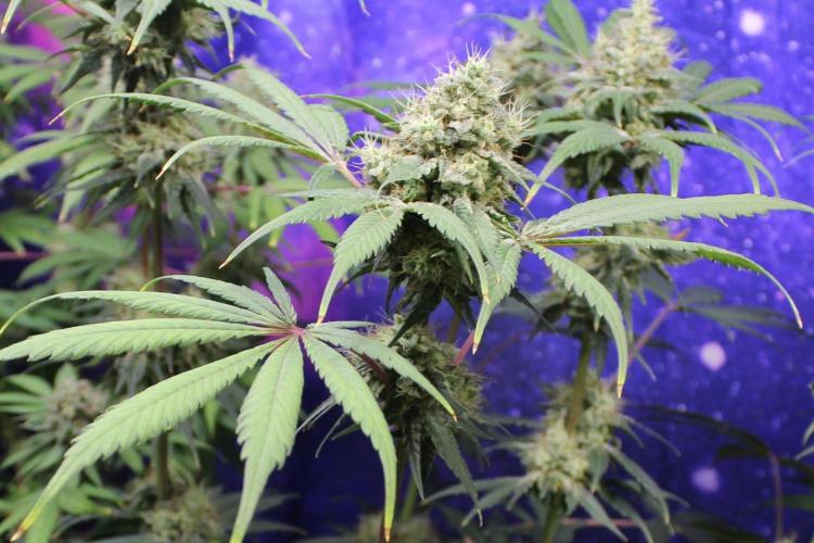 Pavaya Candy / Hidden Labs. Week 13