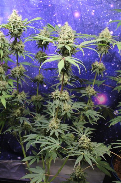 Pavaya Candy / Hidden Labs. Week 13