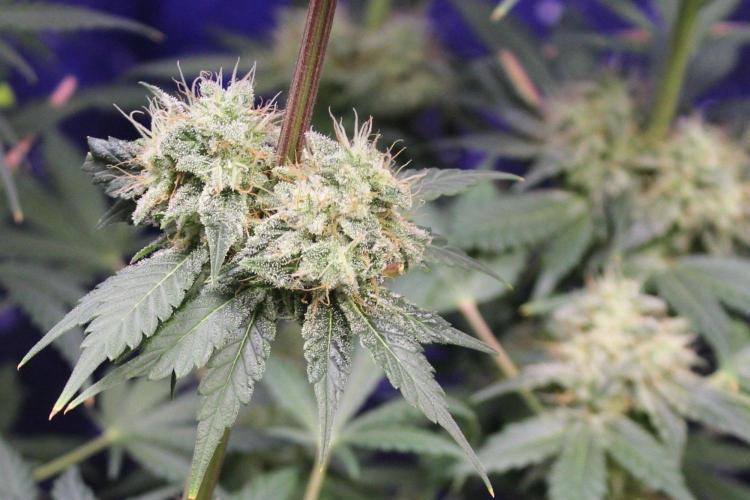 Pavaya Candy / Hidden Labs. Week 13