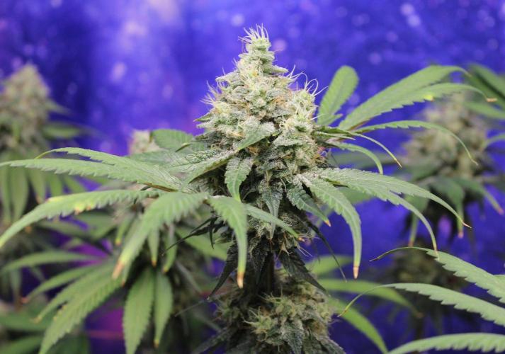 Pavaya Candy / Hidden Labs. Week 13