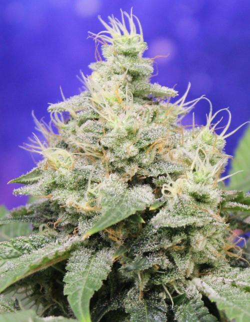 Pavaya Candy / Hidden Labs. Week 13