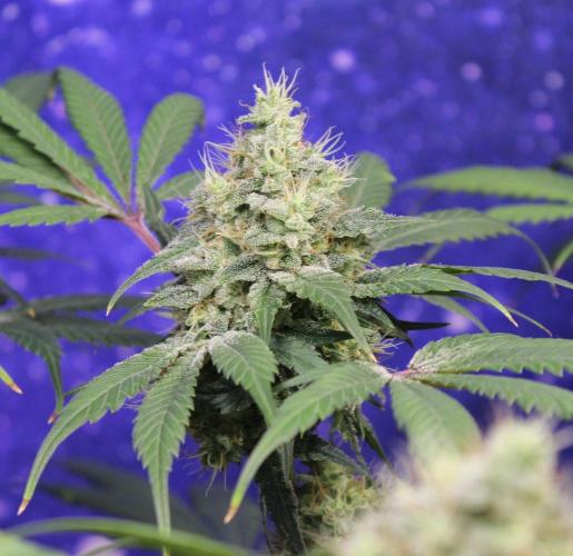Pavaya Candy / Hidden Labs. Week 13