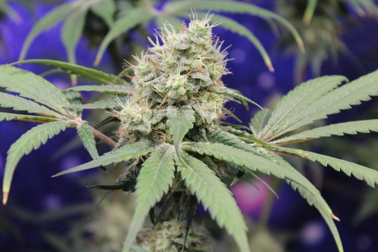 Pavaya Candy / Hidden Labs. Week 13