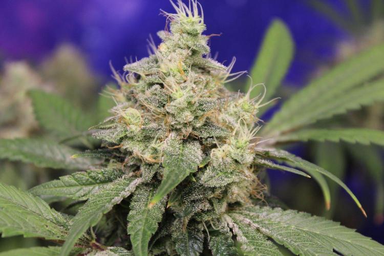 Pavaya Candy / Hidden Labs. Week 13