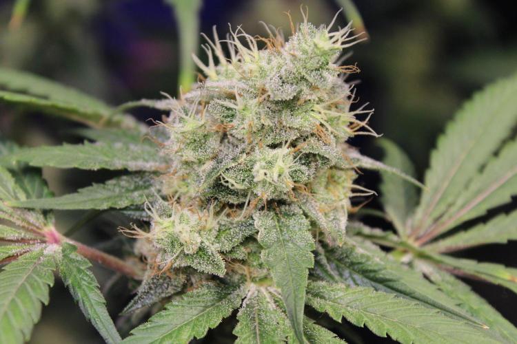 Pavaya Candy / Hidden Labs. Week 13