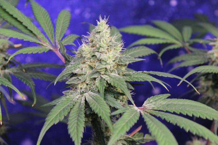 Pavaya Candy / Hidden Labs. Week 13