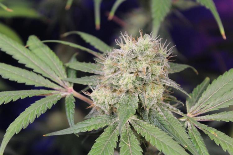 Pavaya Candy / Hidden Labs. Week 13