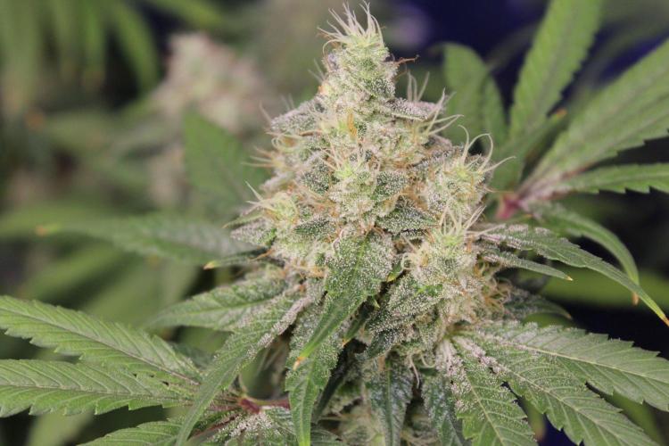 Pavaya Candy / Hidden Labs. Week 13