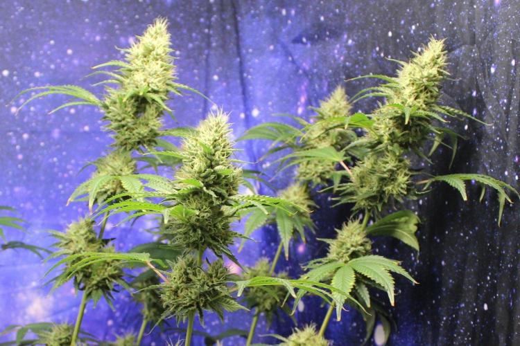 Michka / Sensi Seeds. Week 13