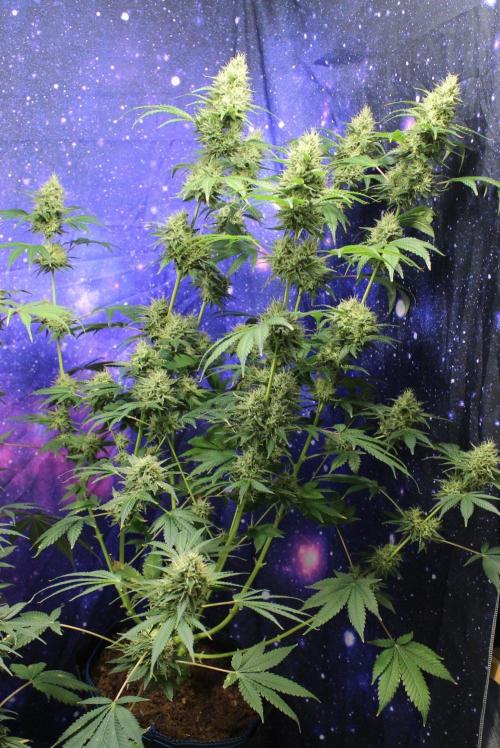 Michka / Sensi Seeds. Week 13